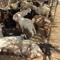بره نر چاق. چپش نرچاق ومیش|حیوانات مزرعه|اندیمشک, |دیوار