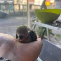 طوطی برزیلی|پرنده|محمودآباد, |دیوار