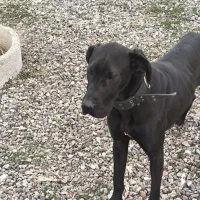 سگ گریت دین گریدین|سگ|قزوین, |دیوار