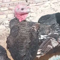 معاوضه با بزغاله گلابی|حیوانات مزرعه|چابهار, |دیوار