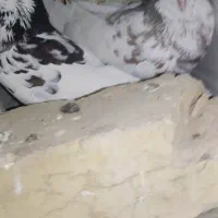 نروماده رنگی گل دار|پرنده|کوه چنار, |دیوار