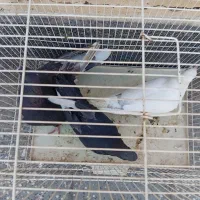 4تا کفتر شکار