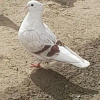 کفنر