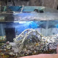 آکواریوم شیشه خم جمع جور