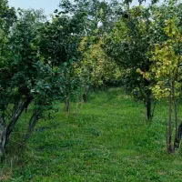 باغ 3130 متری دو بر کوچه