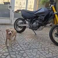 سگ پاکوتاه یکی گلدن نر و داشهوند نر 5 ماهه