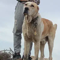 سگ واگذاری افقان|سگ|بجنورد, |دیوار