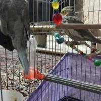 دو عروس هلندی مرد رام هستن تاپ و نبردبان