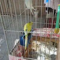 ۶عدد مرغ عشق معاوضه با قناری نر|پرنده|لاران, |دیوار