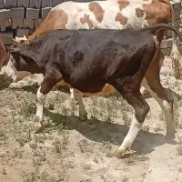 گاو گوساله گاو دوباره ابستن هست 6ماه