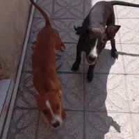 سگ پیتبول 6 ماهه|سگ|شیراز, ده پیاله|دیوار