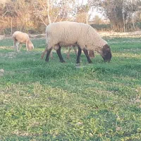 فروش انواع قوچ و نر بره سافولک ژنتیک