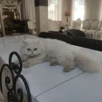 بچه گربه پرشین|گربه|نیشابور, میدان حافظ|دیوار