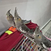 ۴عدد عروس هلندی ۴۵روزه