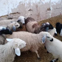 میش بره و کره