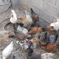 مرغ محلی|حیوانات مزرعه|سی‌سخت, |دیوار