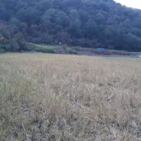 زمین|فروش زمین و ملک کلنگی|پایین هولار, |دیوار