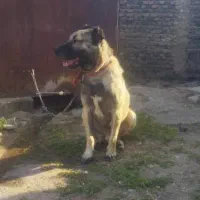 سگ کانگال اصل