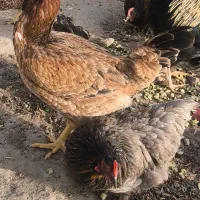 مرغ و خروس ۵عدد ۴۵۰۰