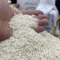 برنج هاشمی گیلان