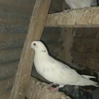 کفتر کلهدار|پرنده|ساوه, |دیوار