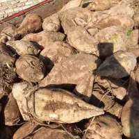 چغندر قند عمده خرده