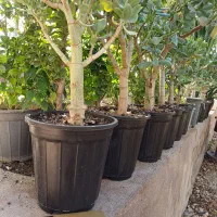 بنسای کراسولا یشم