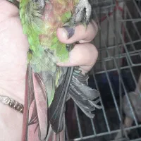 طوطی گرینچیک|پرنده|بجنورد, |دیوار