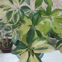 با گلهای زیبا طراوت را به خانه خود هدیه کن|گل و گیاه طبیعی|شاهینشهر, عطار|دیوار