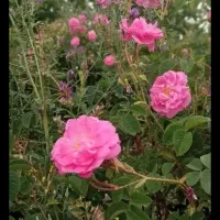 گل محمدی اورگانیک از کوهستان رابر