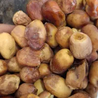 یک تن خرما زاهدی