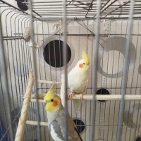 عروس هلندی آهویی|پرنده|تهران, مشیریه|دیوار