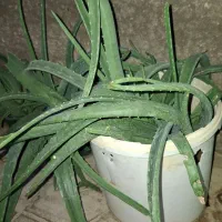 گیاه آلوورا|گل و گیاه طبیعی|آبدانان, |دیوار