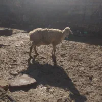 میش بره دار|حیوانات مزرعه|گرمخان, |دیوار