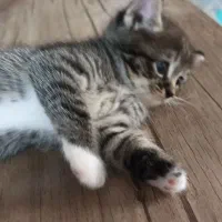 بچه گربه ماده