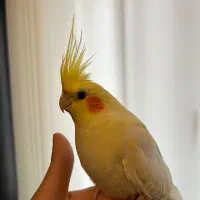 طوطی عروس هلندی