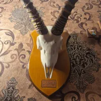 دیوارکوب بزرگ جمجمه و شاخ آهو دستساز مصنوعی