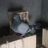 کبوتر  اصفهانی ماده