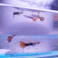 ماهی گوپی نر