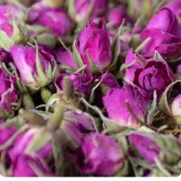 گل محمدی|گل و گیاه طبیعی|سنندج, |دیوار