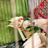 فنچ زبرا نروماده سالم وسلامت|پرنده|ری, شهرک نظامی|دیوار