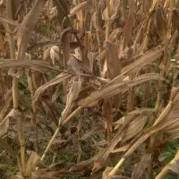 پرس ذرت بذری دست چین