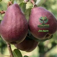 نهال گلابی رد آنجو  (sabzevarnahal)