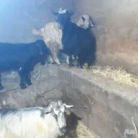 بز  بزغاله بره