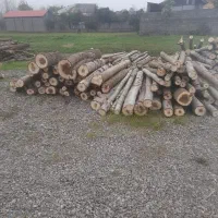 خرید چوب صنوبر و....|خدمات باغبانی و درختکاری|کوچصفهان, |دیوار