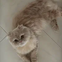 اجاره دادن طبقه دوم