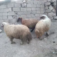 با سلام گوسفند و بره مالچه شک با قوچ های درجه یک