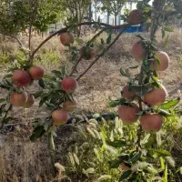 باغ شهر سبز امید سلطانیه