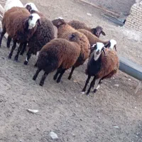 بره ماده|حیوانات مزرعه|تربتحیدریه, بالا ولایت|دیوار