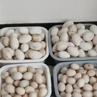 تخم غاز و اردک محلی|حیوانات مزرعه|ساری, |دیوار